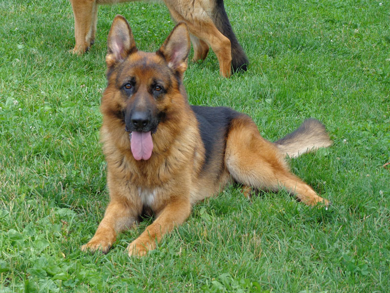Praetorian German Shepherds